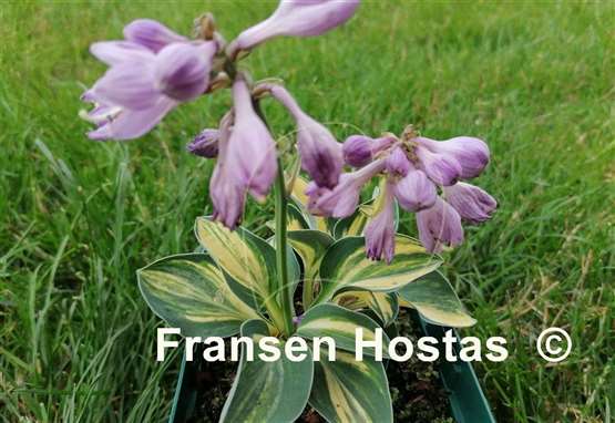 Hosta Valley's Mouse Tail